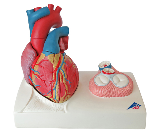 心臓　実物大5分解モデル　心臓弁レリーフ付　（3B Smart Anatomy）　G01