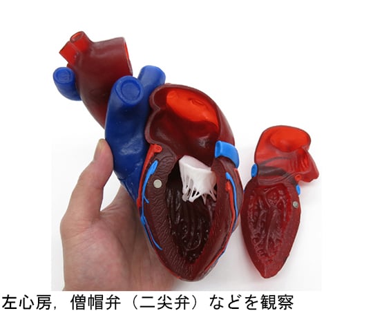 心臓　実物大5分解モデル　動・静脈血区分　（3B Smart Anatomy）　G01/1