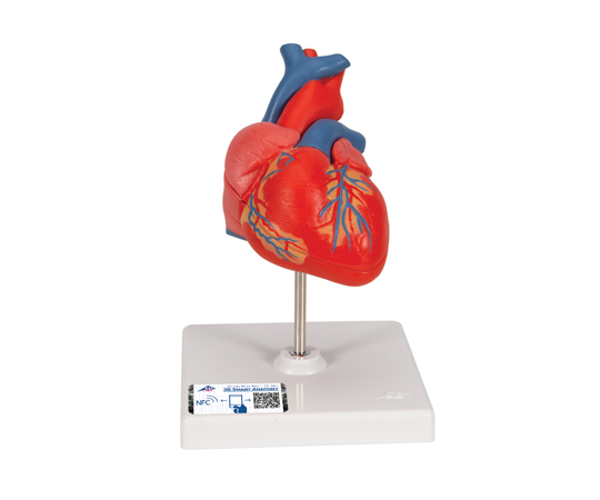 心臓 2分解モデル （3B Smart Anatomy） G08