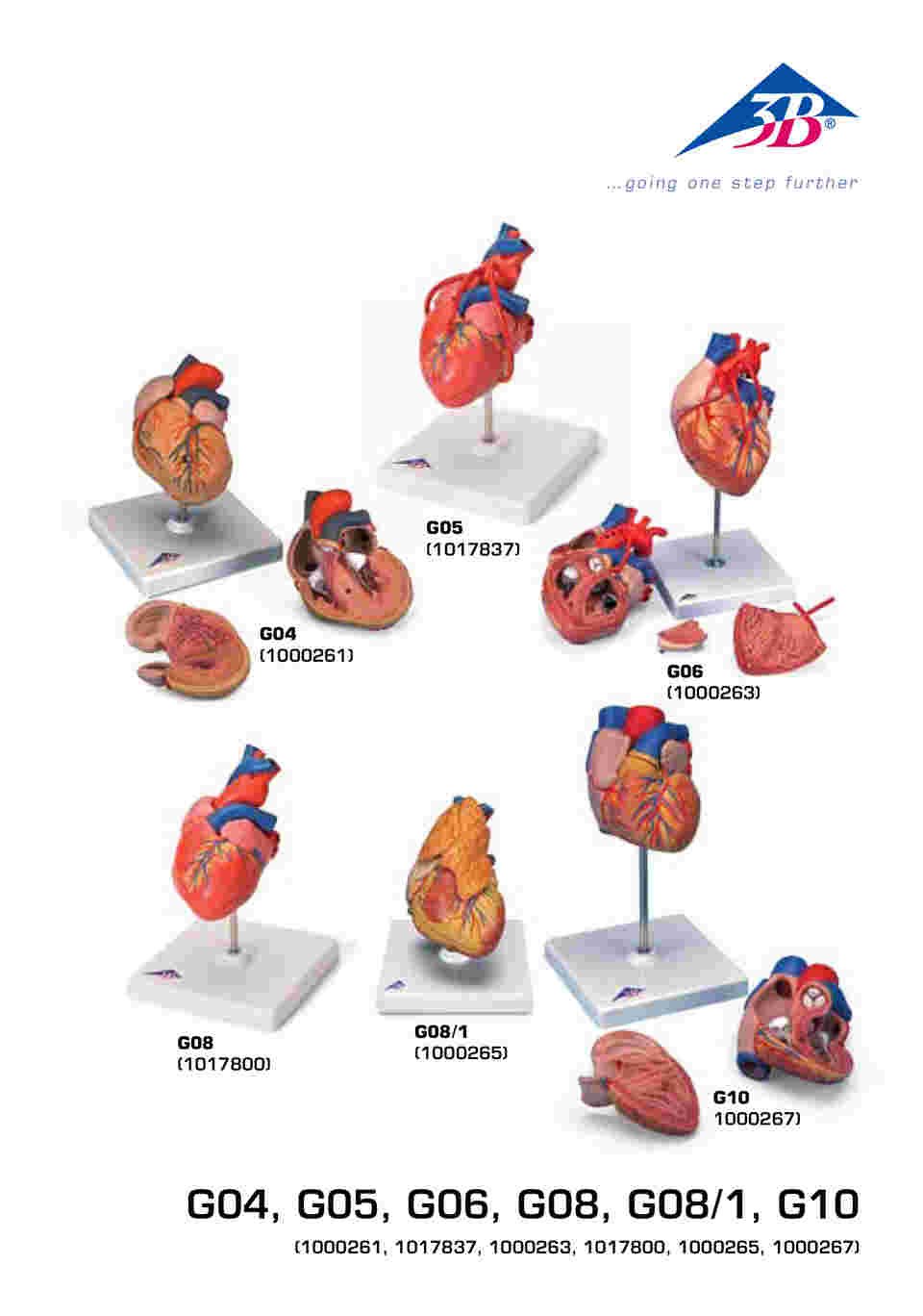 64-9715-09 心臓 2分解モデル （3B Smart Anatomy） G08 【AXEL】 アズワン