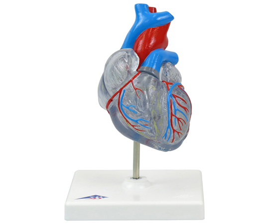 心臓 透明型・2分解モデル 刺激伝導系付 （3B Smart Anatomy） G08/3
