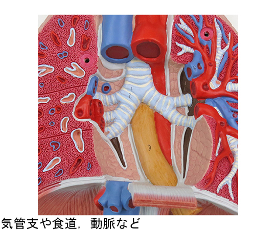 肺　7分解デラックスモデル　（3B Smart Anatomy）　G15