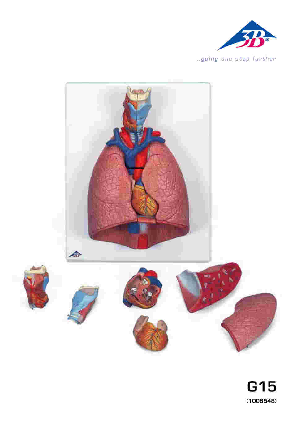 64-9715-11 肺 7分解デラックスモデル （3B Smart Anatomy） G15
