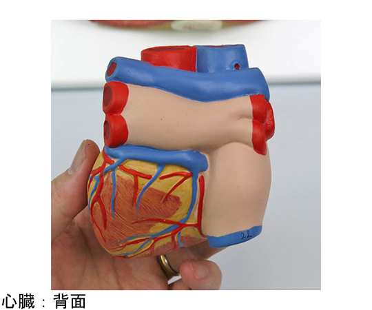 肺　7分解デラックスモデル　（3B Smart Anatomy）　G15