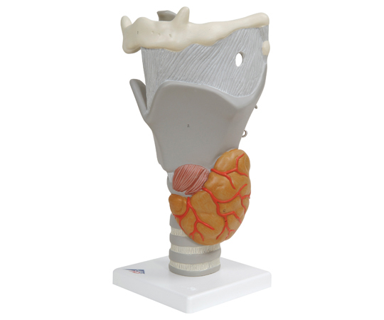 喉頭 2.5倍大・デモ用モデル 機能可動型 （3B Smart Anatomy） G20