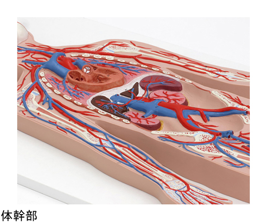 64-9715-13 血管系 1/2倍大モデル （3B Smart Anatomy） G30 【AXEL