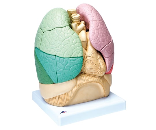 肺区域　20分解モデル　（3B Smart Anatomy）