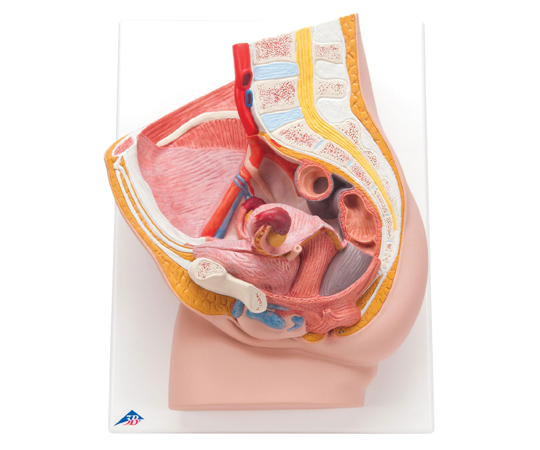 女性骨盤内臓器 2分解モデル ボード型 （3B Smart Anatomy） H10