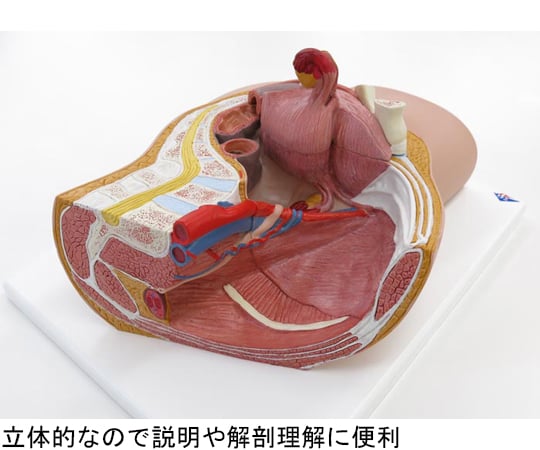 64-9715-16 女性骨盤内臓器 2分解モデル ボード型 （3B Smart Anatomy