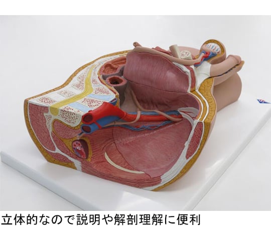 64-9715-17 3B Smart Anatomy H11 アズワン 男性骨盤内臓器 2分解モデル ボード型 特価セール