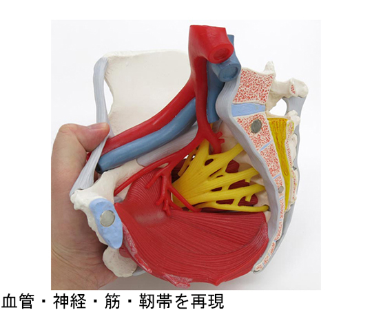 64-9715-18 女性骨盤 内臓・骨盤底筋付 6分解モデル （3B Smart