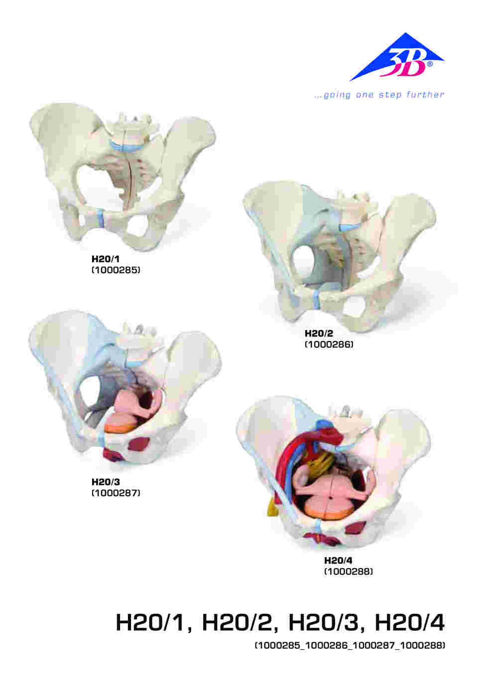 64-9715-18 女性骨盤 内臓・骨盤底筋付 6分解モデル （3B Smart Anatomy） H20/4 【AXEL】 アズワン