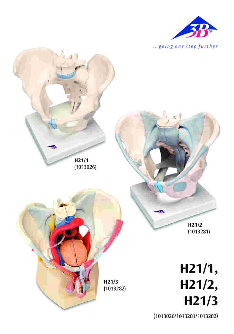 64-9715-19 男性骨盤 内臓・骨盤底筋付 7分解モデル （3B Smart