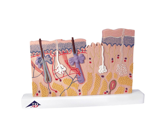 皮膚　40倍大モデル　（3B Smart Anatomy）