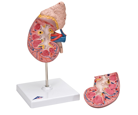腎臓　副腎付2分解モデル　（3B Smart Anatomy）