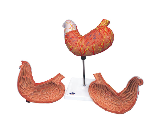 胃　2分解モデル　（3B Smart Anatomy）