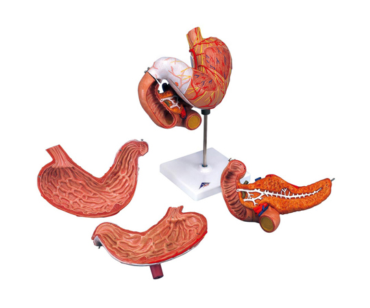 胃　3分解モデル　十二指腸・膵臓付　（3B Smart Anatomy）