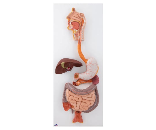 消化器系　3分解モデル　（3B Smart Anatomy）