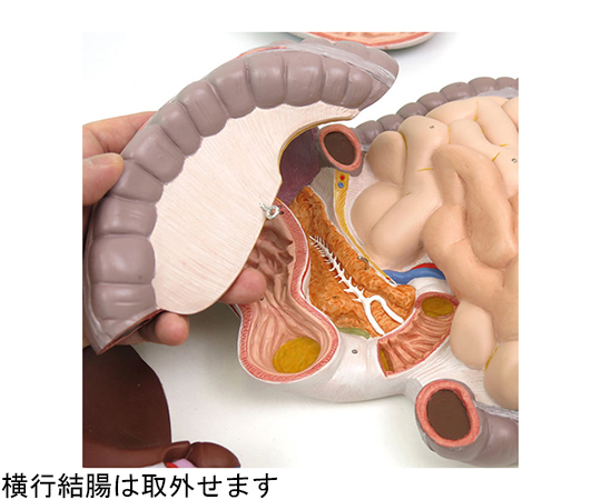 64-9715-25 消化器系 3分解モデル （3B Smart Anatomy） K21 【AXEL】 アズワン