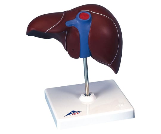 肝臓　胆嚢付モデル　（3B Smart Anatomy）