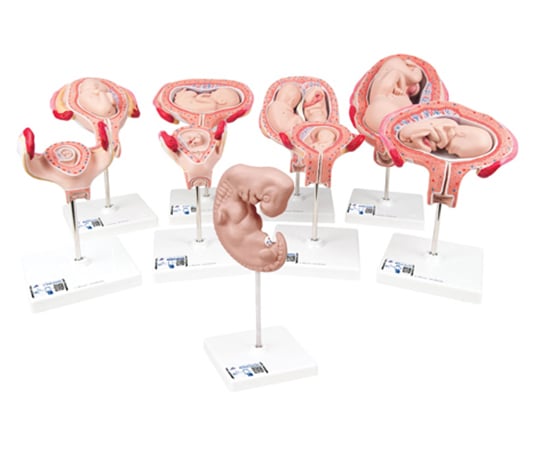 妊娠モデル　デラックスシリーズ　（3B Smart Anatomy）