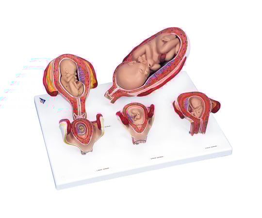 妊娠モデル　スタンダード・シリーズ　（3B Smart Anatomy）