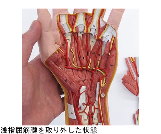 64-9715-31 手の構造 3分解モデル （3B Smart Anatomy） M18