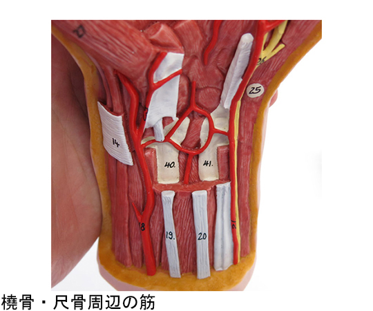 64-9715-31 手の構造 3分解モデル （3B Smart Anatomy） M18