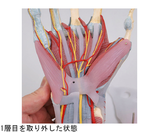 64-9715-33 手関節 筋・靭帯付 4分解モデル （3B Smart Anatomy