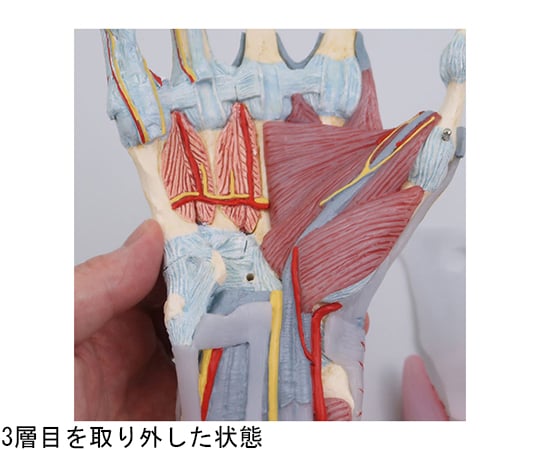 64-9715-33 手関節 筋・靭帯付 4分解モデル （3B Smart Anatomy