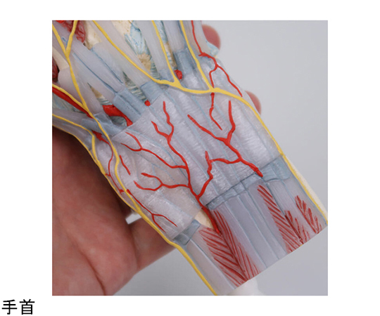 手関節　筋・靭帯付　4分解モデル　（3B Smart Anatomy）　M33/1
