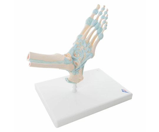 足関節　靭帯付モデル　（3B Smart Anatomy）