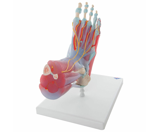 足関節　筋・靭帯付モデル　6分解モデル　（3B Smart Anatomy）
