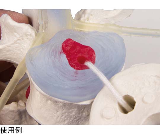 65-9033-97 腰椎椎間板ヘルニアモデル EZ-18 【AXEL】 アズワン