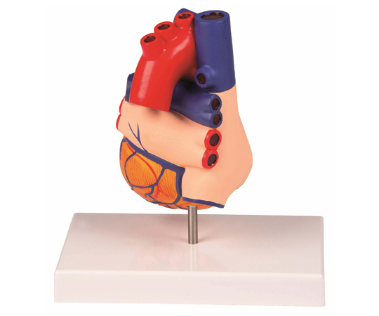 模型　心臓 Amazon.co.jp: RONTEN 心臓模型、 1:1実物大 心臓解剖モデル【2