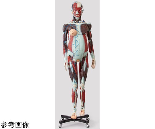 人体解剖模型（男） 等身大 100分解　J101