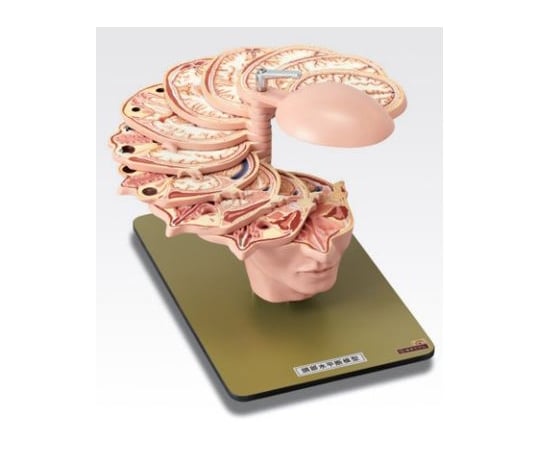 頭部水平断模型／人体解剖模型 〔12分解〕 J-118-0〔〕-www