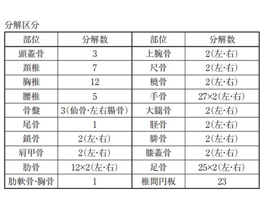 67-4514-77 成人骨格分離模型 S100-3 【AXEL】 アズワン