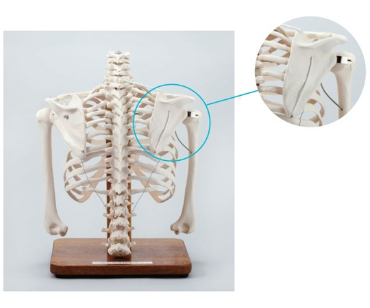可動肩甲骨機能モデル　S118-3