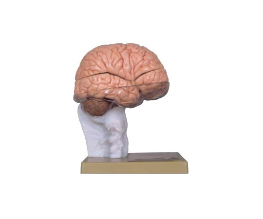 脳模型（実物大） 15分解　S167-5
