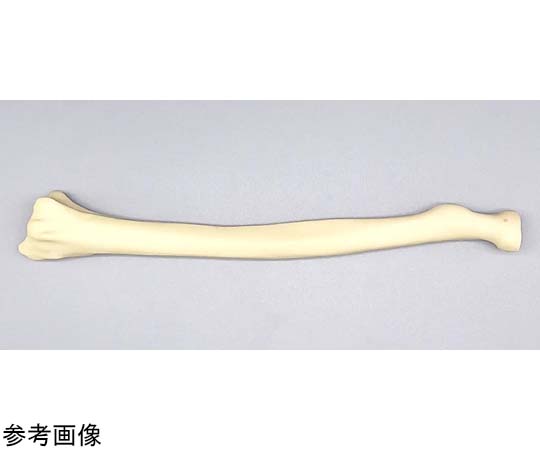 模擬骨 ダミー骨 演習用模擬骨｜ヒューマンボディ