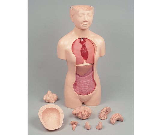 人体解剖モデル