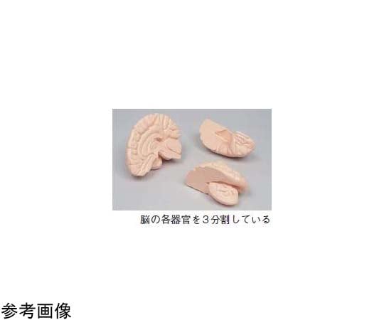 67-7097-02 左脳水平断上部 K11120-002 【AXEL】 アズワン