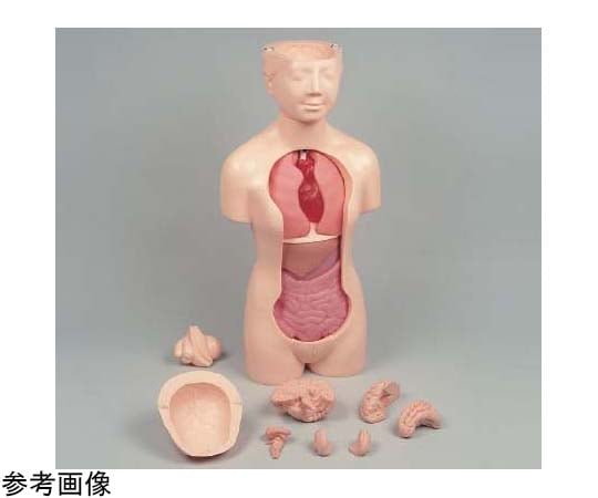 人体解剖模型の通販 【AXEL】 アズワン 人体解剖模型の通販 【AXEL】 アズワン