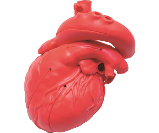 心臓模型の通販 【AXEL】 アズワン