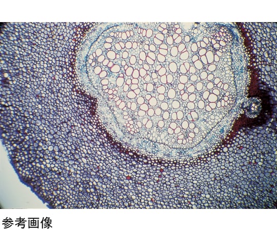 67-7097-44 K22351-010 プレパラート 植物組織 20種 K22351-010 【AXEL