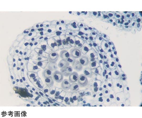 取扱を終了した商品です］K22377-000 プレパラート 減数分裂 ユリの