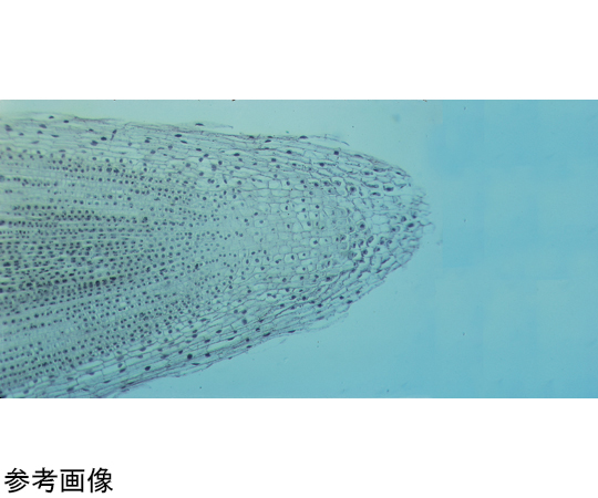 取扱を終了した商品です］K22351-020 プレパラート 植物組織 40種