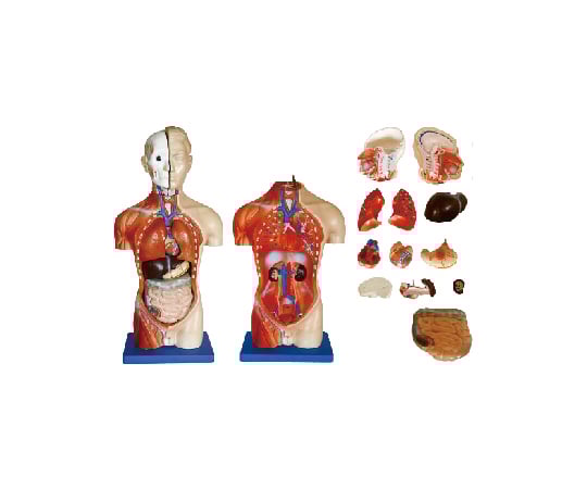 67-7099-26 小型人体解剖模型 トルソー（42cm） 250-003 【AXEL】 アズワン