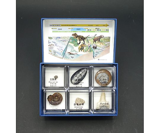 67-8047-12 示相化石・示準化石標本 10種 【AXEL】 アズワン